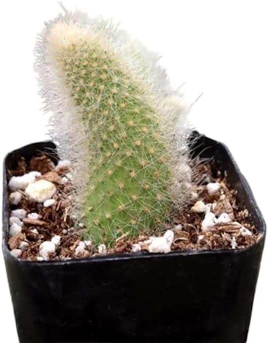 Rare Cactus Plants, 2" Pot Monkey Tail Cactus, Live Succulent Cacti Plants Fully Rooted in Grower Pots, Easy Care House Plant (Short Tail (2-3 inch))