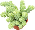 Live Succulent 4" Donkey Tails, Succulents Plants Live, Succulent Plants Fully Rooted, House Plant for Home Office Decoration, DIY Projects, Party Favor Gift by The Succulent Cult