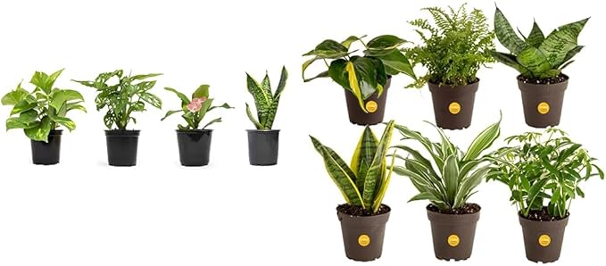 Altman Plants, Classic Houseplant Collection (4PK) Live Plants Indoor Plants Live Houseplants in Plant Pots, Easy House Plants Indoors Live & Costa Farms Live House Plants (6 Pack)