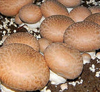 Root Mushroom Farm- Mushroom Liquid Cultures/Portobello(agaricus bisporus)