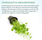 SubstrateSource Live Plant - Lawn Marsh Pennywort (Hydrocotyle sibthorpioides) - Easy to Moderate Care, Medium to High Light, Bright Green Accent, Freshwater Aquatic Plant for Aquascaping - Pot
