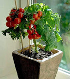 Dwarf Bush Cherry Tomatoes Seeds for Planting About 20 Seeds Indoor Tomato