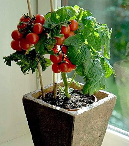 Dwarf Bush Cherry Tomatoes Seeds for Planting About 20 Seeds Indoor Tomato