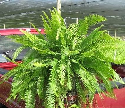 Live Boston Fern Hanging Basket – 12" Basket with 34” Wide Lush Green Fronds – Air-Purifying Houseplant – Pet Friendly & Easy Care for Home, Porch, Patio, or Office Décor