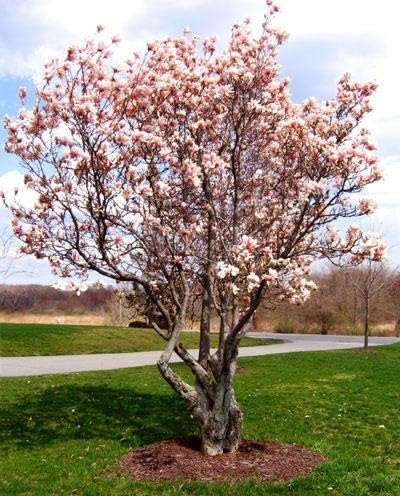 Brighter Blooms - Jane Magnolia Tree, 2-3 ft. - No Shipping to AK, AZ, HI, OR