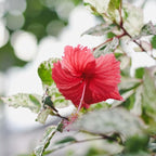 3 Hardy Hibiscus Plants Live, Well Rooted Hibiscus Flower 4-7'' Tall, Flowering Shrub for Garden or Containers Planting (Variegated Red)