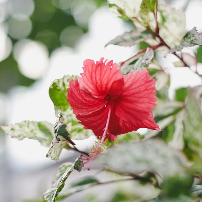 3 Hardy Hibiscus Plants Live, Well Rooted Hibiscus Flower 4-7'' Tall, Flowering Shrub for Garden or Containers Planting (Variegated Red)