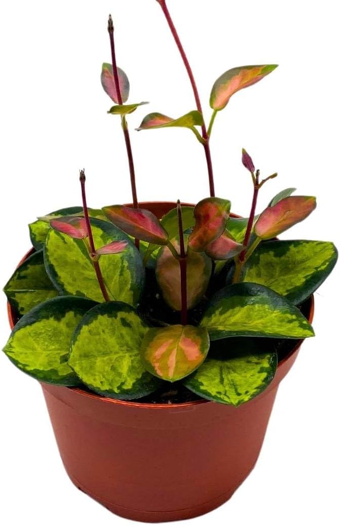 BubbleBlooms Variegated Hoya Australis, Tricolor Lisa, Very Rare Limited Live Plant, in 4 inch Pot