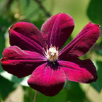Clematis Vine Plant, Clematis Vine Plants Live in 2.5 Inch Pot, Perennial Climbing Clematis Plants Live for Outdoor Garden (Red Flowers)