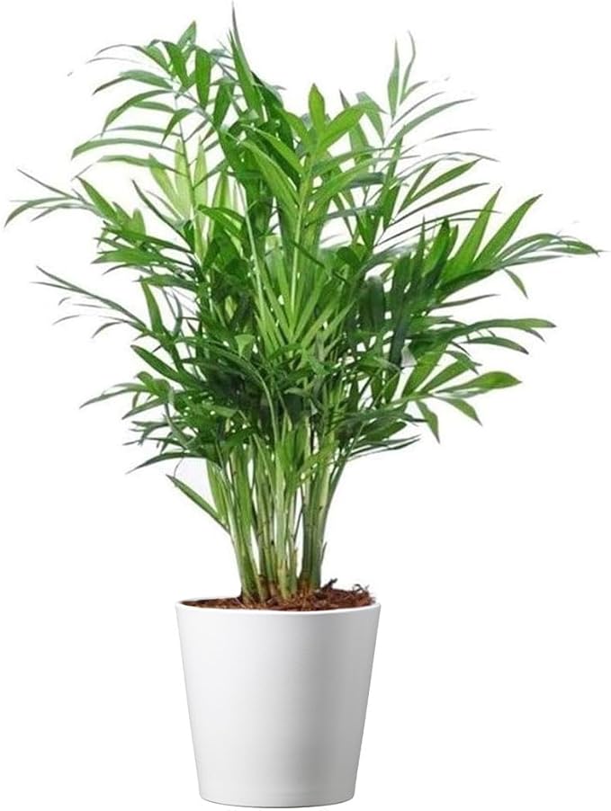 American Plant Exchange Parlor Palm – 4-Inch Pot with Cover – Live Easy Care Low-Light Indoor Houseplant, Pet-Friendly Tropical Palm for Home, Office, Bedroom & Shelf Décor