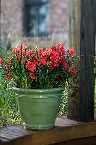 Encore Azalea Autumn Embers (3 Gallon) Red - Orange Flowering Shrub - Full Sun Live Outdoor Plant