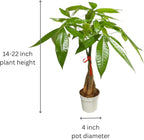 Money Tree Live Indoor Plant | 14-22 Inches Tall Bonsai | Easy to Grow Houseplant | Home, Office, or Room Decor | Birthday, Housewarming Gift in 4 Inch Pot