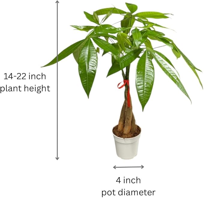 Money Tree Live Indoor Plant | 14-22 Inches Tall Bonsai | Easy to Grow Houseplant | Home, Office, or Room Decor | Birthday, Housewarming Gift in 4 Inch Pot