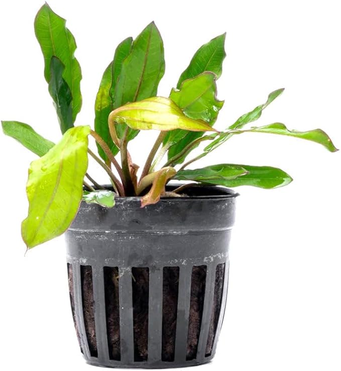 SubstrateSource Live Plants - Echinodorus ‘Green Chameleon’ (Echinodorus sp.) - Medium to High Light, Green Red Accent, Midground to Background Placement, Freshwater Aquatic Plant - Pot