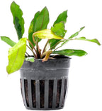 SubstrateSource Live Plants - Echinodorus ‘Green Chameleon’ (Echinodorus sp.) - Medium to High Light, Green Red Accent, Midground to Background Placement, Freshwater Aquatic Plant - Pot