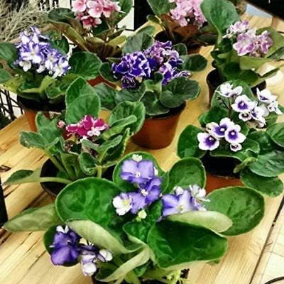 Three African Violet Plants- Assorted Colors by JMBAMBOO
