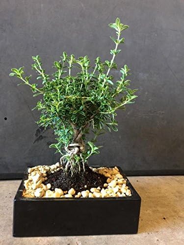 indoorbonsaiandexotics Mount Fuji Serissa bonsai tree flowers often aerial roots