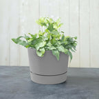 Root & Vessel Majestic Mid-Century Modern Low Profile Cylinder Pot, Matte Gray, 6.5"