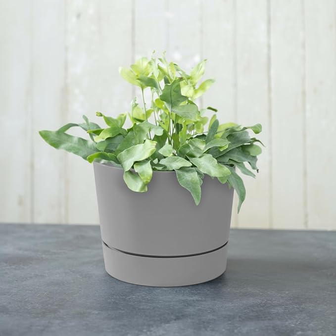 Root & Vessel Majestic Mid-Century Modern Low Profile Cylinder Pot, Matte Gray, 4.5"