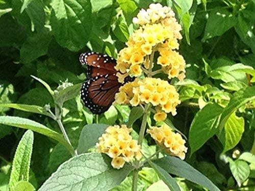 Butterfly Bush Honeycomb - Buddliea x weyeriana Hybrid - Live Plant - Fragrant Large Yellow Flower - Emerald Goddess Gardens - Starter Sz 4 Inch Pot