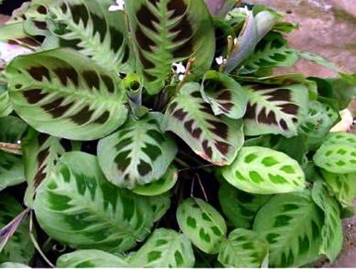 Green Prayer Plant - Maranta - Easy to grow - 4"ceramic Pot red color - Easter Plant-unique from jmbamboo