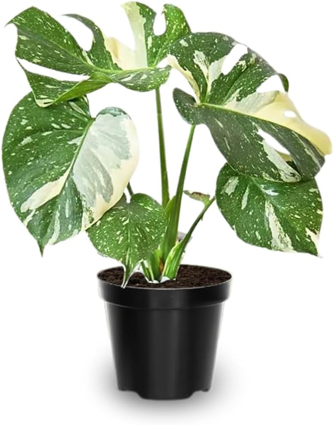 Monstera Plant Live, Monstera Fully Rooted 4-7'' Tall, No Pot, Easy-Care, Fast-Growing Indoor Houseplant (Constellation Monstera)