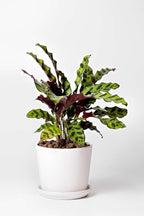 Calathea Lancifolia Rattlesnake Live Plant for Indoor | Different Houseplants in 4'' & 6'' Pot | Real House Plant for Living Room, Office, Desk & Bathroom | Peacock Zebra
