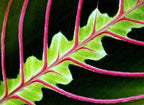 Red Prayer Plant - 2 Pack - Maranta - Easy to Grow House Plant - 3" Pots