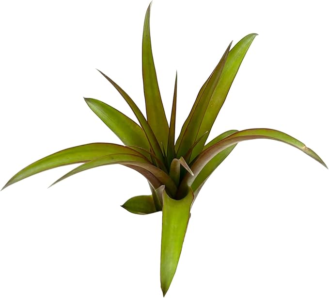 ragnaroc Air Plants - Tillandsia Red Capitata, Large 5-7” - 2 ct - Live Arrival Guaranteed - House Plants for Home Decor & Gift