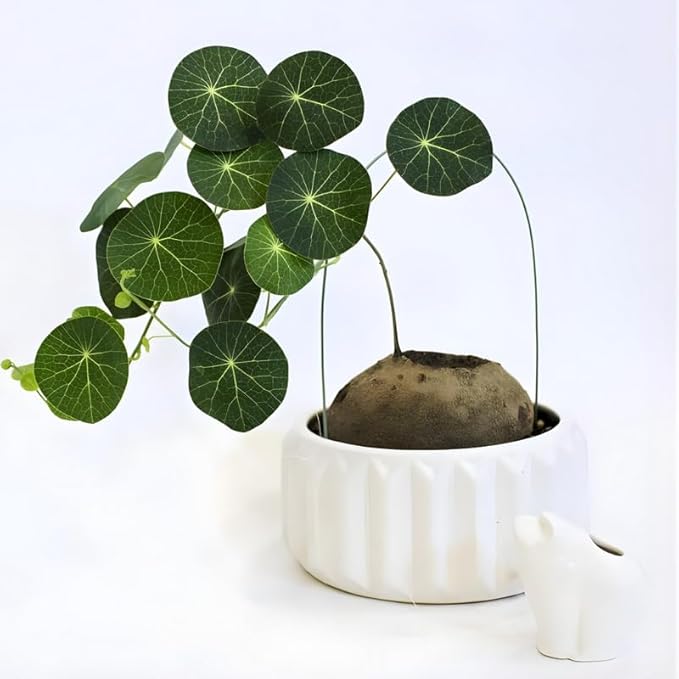Stephania Erecta Bulb Style Plant in 2.5 – 3" Inch Pot | Stephania Cephalantha Live Caudex | Easy Indoor Growing | Decorative Addition to Home & Office | Ideal for Unique Plant Gifts