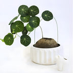 Stephania Erecta Bulb Style Plant in 2.5 – 3" Inch Pot | Stephania Cephalantha Live Caudex | Easy Indoor Growing | Decorative Addition to Home & Office | Ideal for Unique Plant Gifts