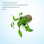 SubstrateSource Cryptocoryne Live Aquarium Plants - Freshwater Plant for Aquariums, Planted Fish Tanks - Beginner Friendly (Willisii, 1 Pot (3-5 Plants))