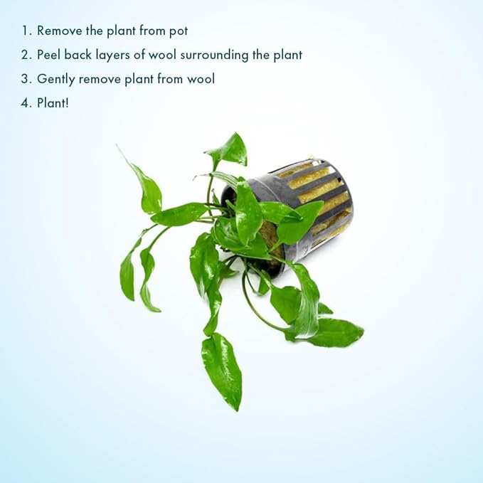 SubstrateSource Cryptocoryne Live Aquarium Plants - Freshwater Plant for Aquariums, Planted Fish Tanks - Beginner Friendly (Willisii, 1 Pot (3-5 Plants))