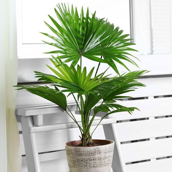 Seeds Chinese Fan Palm Livistona - Growing Indoor - Perennial Tree for Planting