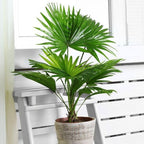 Seeds Chinese Fan Palm Livistona - Growing Indoor - Perennial Tree for Planting
