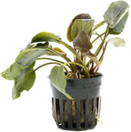 SubstrateSource Live Plants - Lagenandra Meeboldii Red (Lagenandra meeboldii) - Moderate to High Light Tank Display, Red to Bronze Accent, Midground Placement, Freshwater Aquatic Plant - Pot