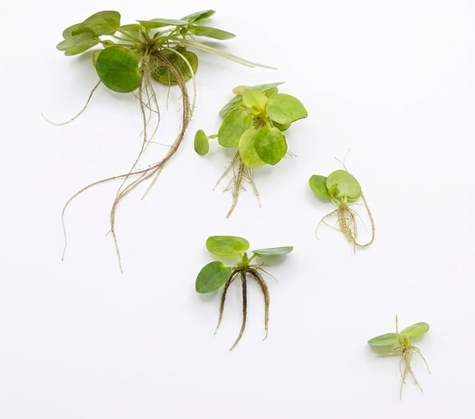 Frogbit Live Floating Aquarium Plant, Green, Freshwater Aquatic Plant for Fish Tanks and Ponds