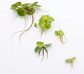 Frogbit Live Floating Aquarium Plant, Green, Freshwater Aquatic Plant for Fish Tanks and Ponds