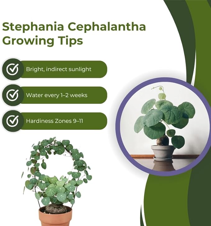 Stephania Cephalantha Plant, Rare Caudex Succulent with No Hair Roots, 2.5-3 Inches for Indoor Planting