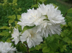 2 Minnesota Snowflake Mock Orange Shrubs - 10-16" Tall Live Plants - Fragrant White Landscape Mockorange Bushes - Philadelphus x virginalis 'Minnesota Snowflake' - (2 Pack)