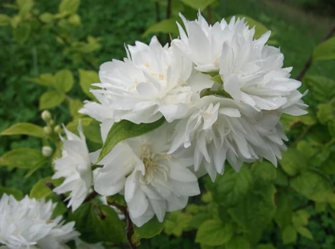 2 Minnesota Snowflake Mock Orange Shrubs - 10-16" Tall Live Plants - Fragrant White Landscape Mockorange Bushes - Philadelphus x virginalis 'Minnesota Snowflake' - (2 Pack)