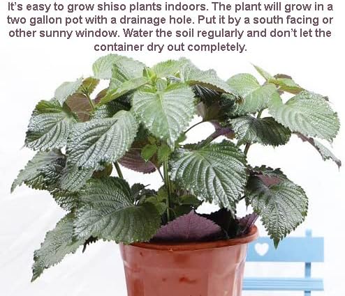 HipGirl Authentic Asian Gourmet Seed Bundle: Green Perilla Shiso (200ct) & Smooth Skin Bitter Melon (10-12ct) | Non-GMO Heirloom Seeds for Summer Gardening, Trellis, & Hydroponics