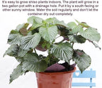 Bundle Green Korean Shiso/Egoma/Sesami Herb Seeds + Korean Radish Seeds for Planting