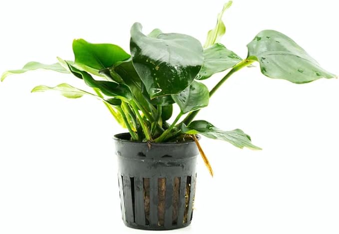SubstrateSource Anubias Live Aquarium Plants - Potted Freshwater Plant for Fish Tanks, Terrariums - Beginner Friendly Low Light (Nana Thick Leaf, 1 Pot)