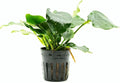 SubstrateSource Anubias Live Aquarium Plants - Potted Freshwater Plant for Fish Tanks, Terrariums - Beginner Friendly Low Light (Nana Thick Leaf, 1 Pot)