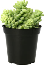 Altman Plants, 3.5" Donkey Tail Succulent Plants Live Succulents Plants Live Indoor Plants Live Houseplants Live Indoor House Plants Indoors Live Plants Indoor, Outdoor Plants Live Succulent Plants