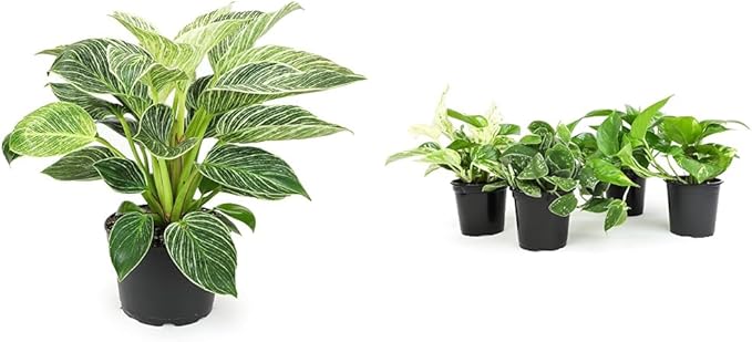 Birkin Philodendron in 6 Inch Pot and Live Pothos Plants (4PK) Indoor Houseplants