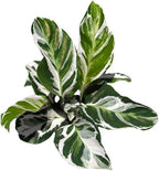 Calathea Live Plant in 4" Pot - Calathea Stella Plant Live - Pet Safe Easy to Grow Indoor Houseplants Flowers for Home Office Wedding Decor & Birthday Gift (Heat Pack Included)