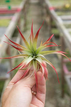 Garden in the City Air Plant Tillandsia Brachycaulos Red 2 Pack (2-3") Enhanced, Grown and Shipped from California
