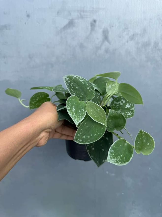 PLANTVERS Silver Pothos in 4" Grow Pot – Scindapsus Pictus – Live Trailing Indoor Houseplant – Easy Care Air Purifying Plant – Low Maintenance Tropical Plant for Home or Office